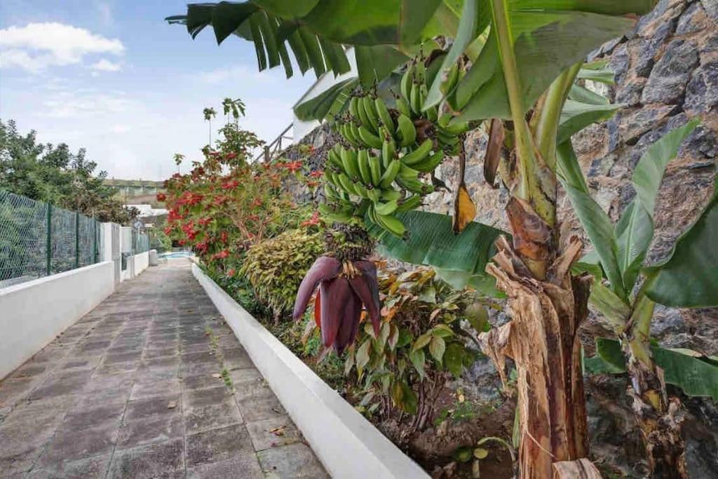 Paradise Studio Belair Wifi, Piscina, Parking Puerto de la Cruz (Tenerife) Exterior foto